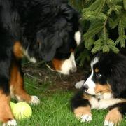 Bernese Mountain puppies playing in the garden.jpg

