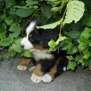 Bernese Mountain puppy hidding in the bush.jpg
