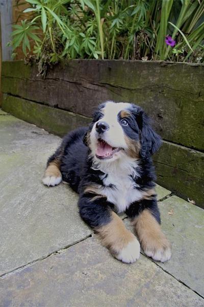 Bernese Mountain puppy looking up to the camera.jpg
