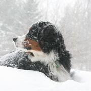 Bernese Mountain puppy playing in snow picture.jpg
