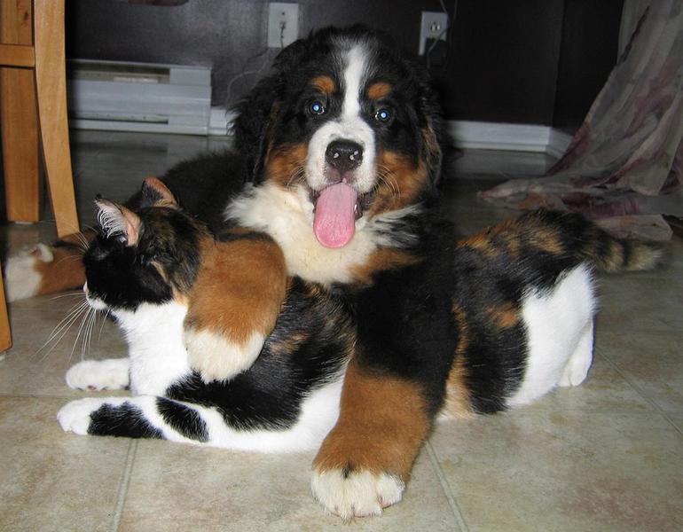 Bernese+Mountain+puppy+playing+with+its+friend+cat.jpg
