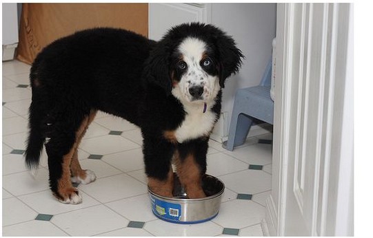 Bernese Moutain puppy standing in its food bowl.jpg
