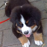 chubby Bernese Mountain puppy_so cute.jpg
