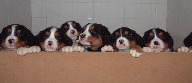 group of Bernese Mountain puppies - Copy.jpg
