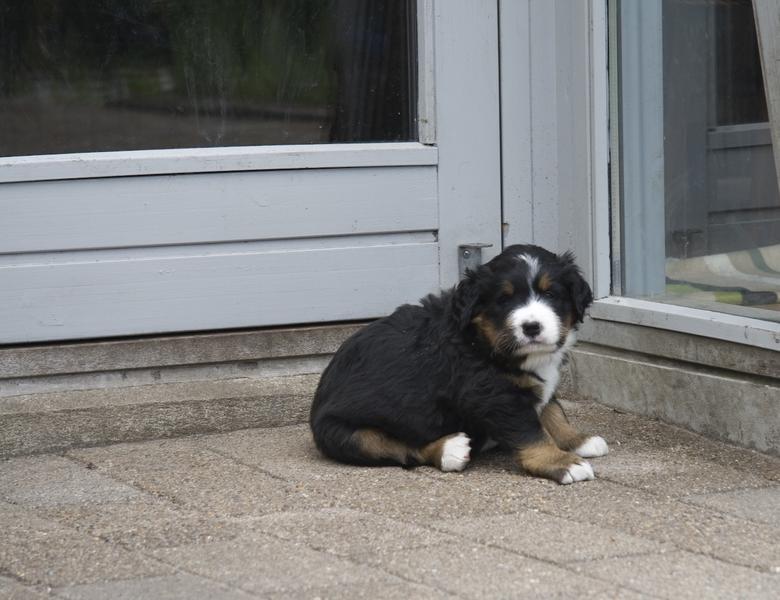 lonely Bernese Mountain puppy_looking so cute though.jpg
