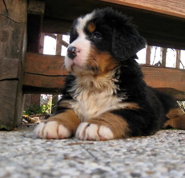 picture of bernese mountain puppy.jpg
