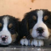 two Bernese Mountain puppies.jpg
