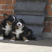 two cute Bernese Mountain puppis photo - Copy.jpg
