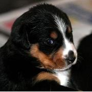 beautiful puppy bernese moutain dog.jpg
