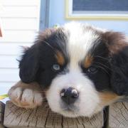 beautiful puppy picture of bernese moutain dog.jpg
