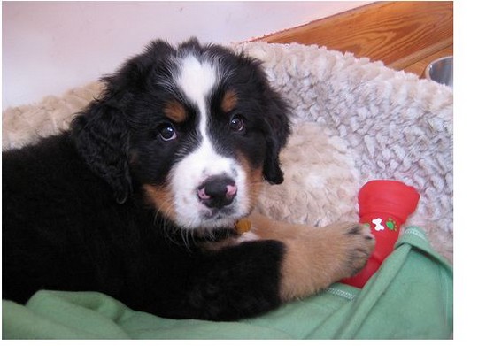 bernese dog puppy playing with its red toy.jpg

