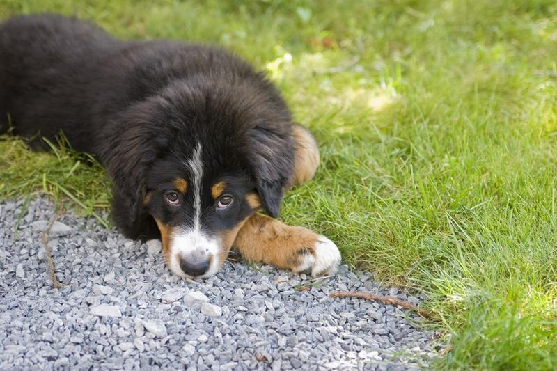bernese moutain dog puppy in nature.jpg
