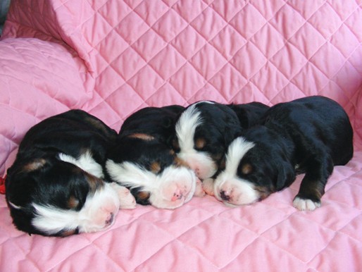 bernese moutain puppies on the bright pink blanket.jpg
