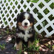 bernese moutain puppy in the back yard.jpg
