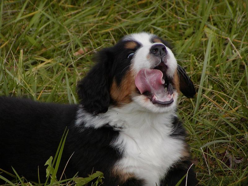 bernese moutain puppy licking itself.jpg
