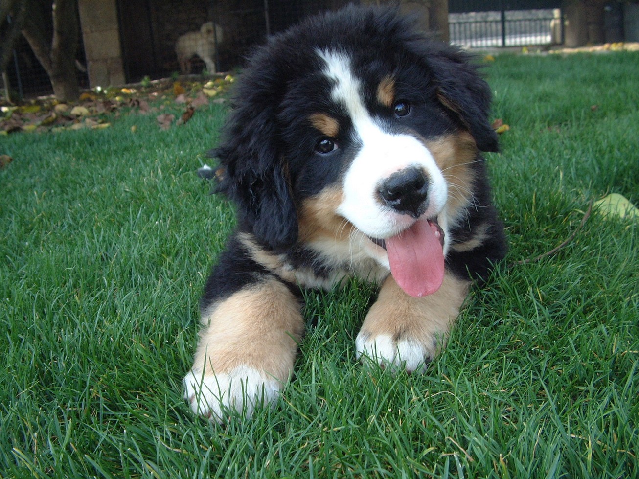chubby bernese moutain puppy laying on the green grass.jpg
