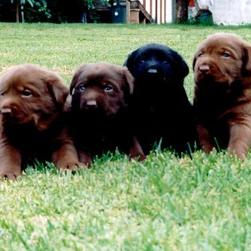 labrador puppies_black and chocolate.jpg
