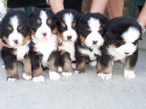 five cute bernese moutain puppies linening up.jpg
