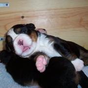 funny bernese moutain pup.jpg
