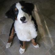 funny looking picture of bernese dog.jpg
