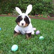 funny looking puppy bernese in custome rabbit.jpg
