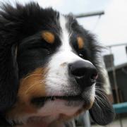 funny pic of berneses moutain.jpg

