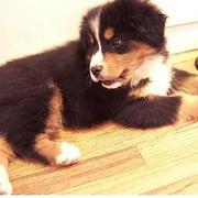 pic of bernese moutain dog.jpg
