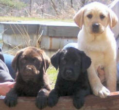 labrador puppies_black, brown and golden.jpg
