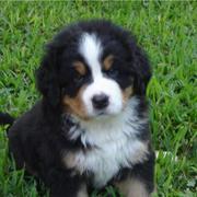 picture of bernese moutain dog puppy.jpg
