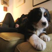 picture of bernese moutain pup relaxing on a coach.jpg

