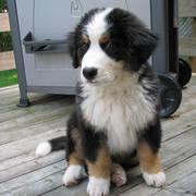 picture of bernese moutain puppy.jpg
