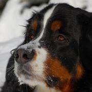 picture of bernese moutain with a serious look.jpg
