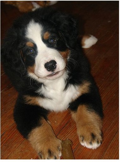 picture of bernese puppy looking up to the camera.jpg

