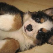 picture of funny looking bernese pup.jpg
