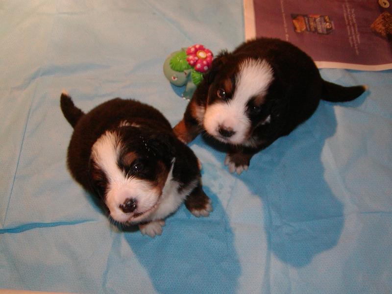 picture of two small bernese moutain puppy.jpg

