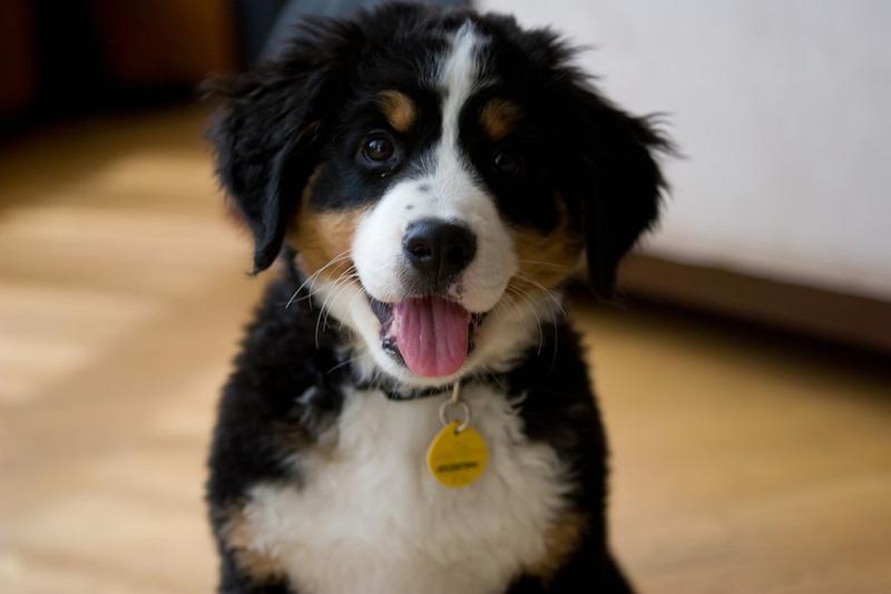 pretty of bernese moutain pup.jpg

