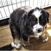 scared looking bernese moutain puppy.jpg
