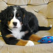 serious looking bernese moutain puppy.jpg
