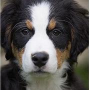 serious looking bernese moutain puppy picture.jpg

