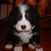 small bernese moutain dog puppy photo.jpg
