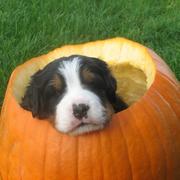 small cute bernese moutain in pumpkin.jpg

