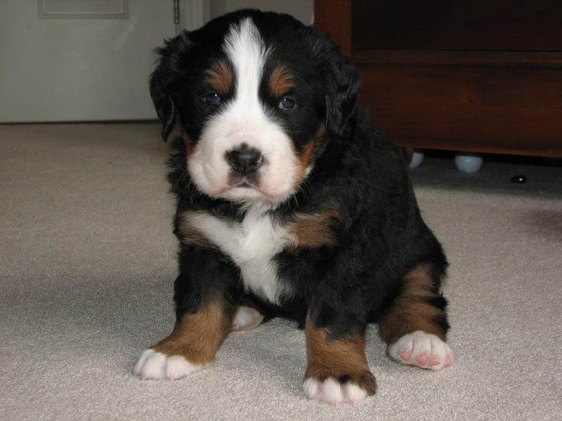 very cute and young bernese dog pupp.jpg
