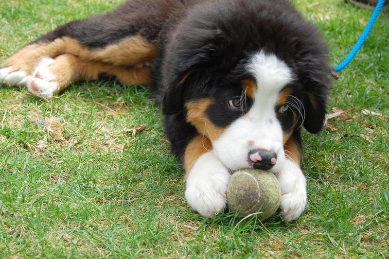 a bernese moutain puppy playing a tennis ball.jpg
