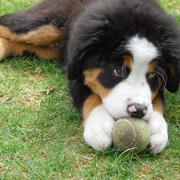 a bernese moutain puppy playing a tennis ball.jpg

