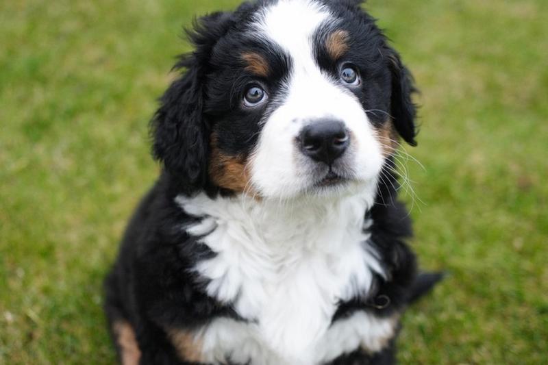 adorable looking puppy picture of a bernese dog in three colors.jpg
