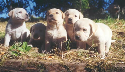 labrador pupppies in the nature.jpg
