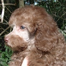 chocolate brown poodle puppy.jpg
