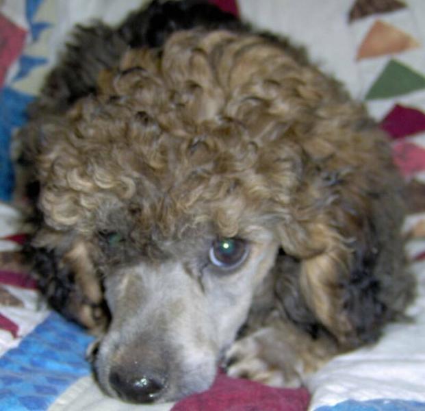 close of photo of a parti poodle puppy.jpg
