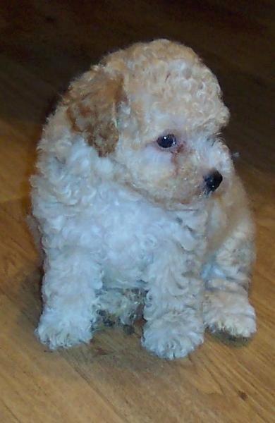 cute dog picture of a parti poodle puppy.jpg
