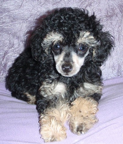 cute party poodle puppy picture.jpg
